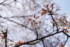 屏風岩公苑　桜