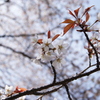 屏風岩公苑　桜