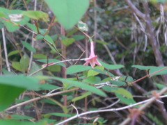 ウグイスカグラ