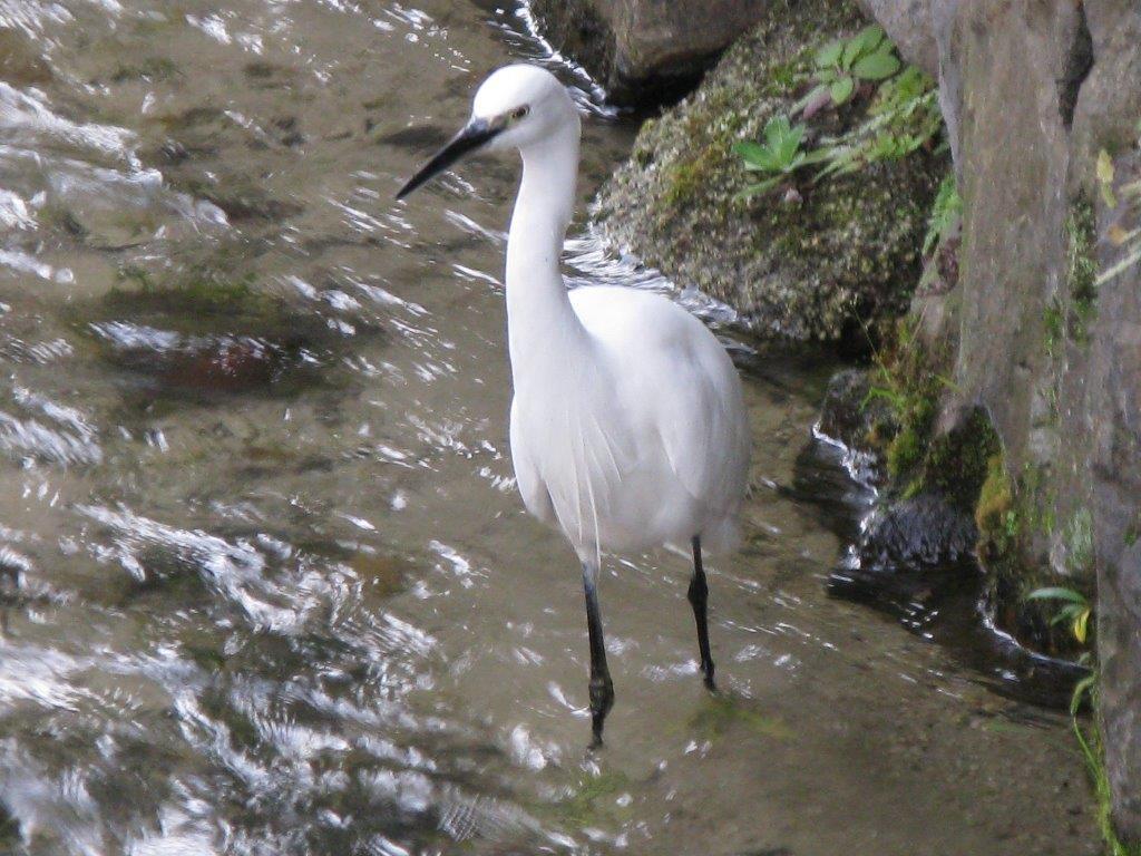 疎水のコサギ