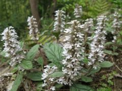 ツクバキンモンソウ