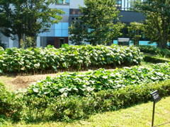里山の真ん中に畑発見！