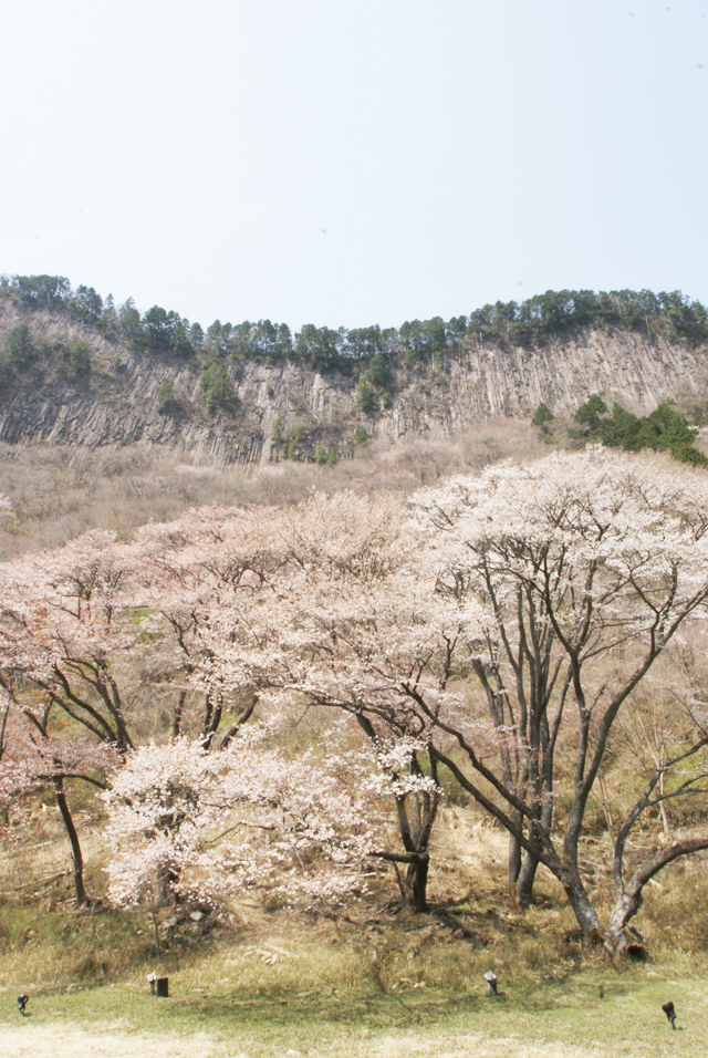 奈良県屏風岩公苑の桜