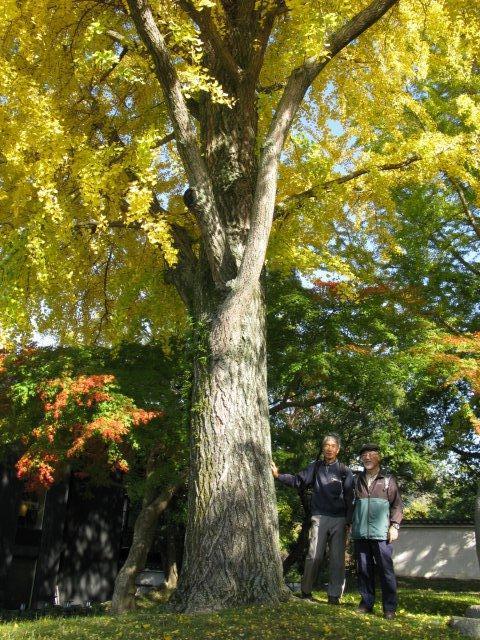 東大寺西大門イチョウ１
