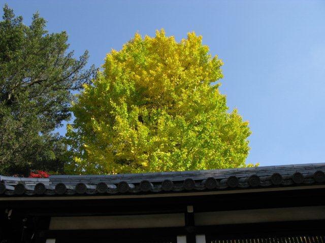 春日大社イチョウ