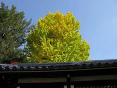 春日大社イチョウ