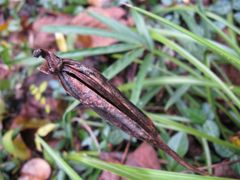 放出したシュンランの種子