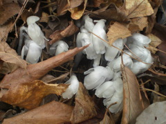 ギンリョウソウ２