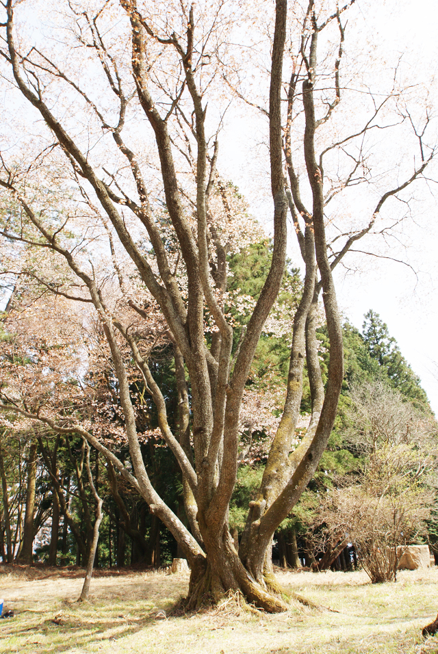 屏風岩公苑　桜