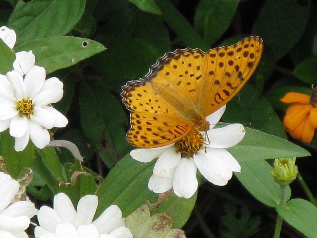 ツマグロヒョウモン（生駒遊園地）