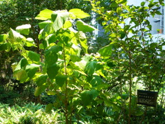 オトコヨンゾメ