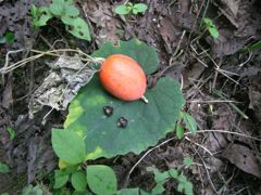 20111030木の実観察会☆（伊東さん撮影）