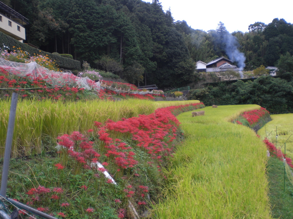 大岩の里