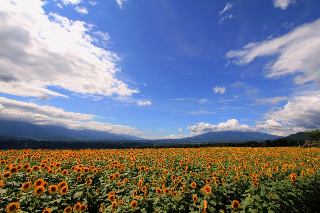 駆け抜けていく夏の終わり