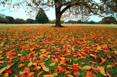 autumn rain