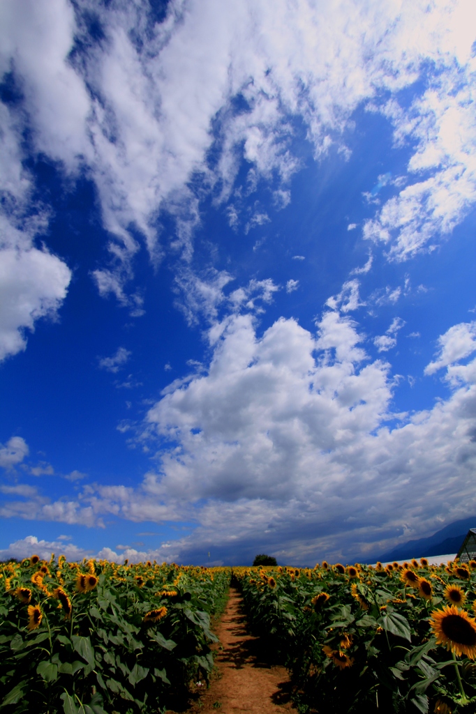 あの日、夏の青い空