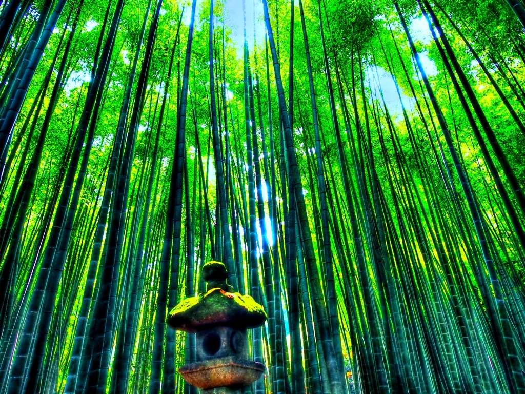 鎌倉　報国寺