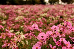 悲し雨散る秋桜