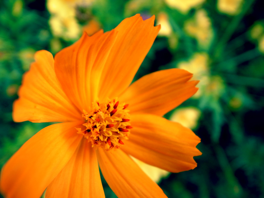cosmos