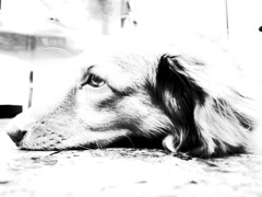 White Lion