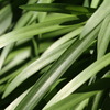 植物の葉
