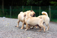 遊ぶ子犬たち