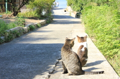 島のねこ
