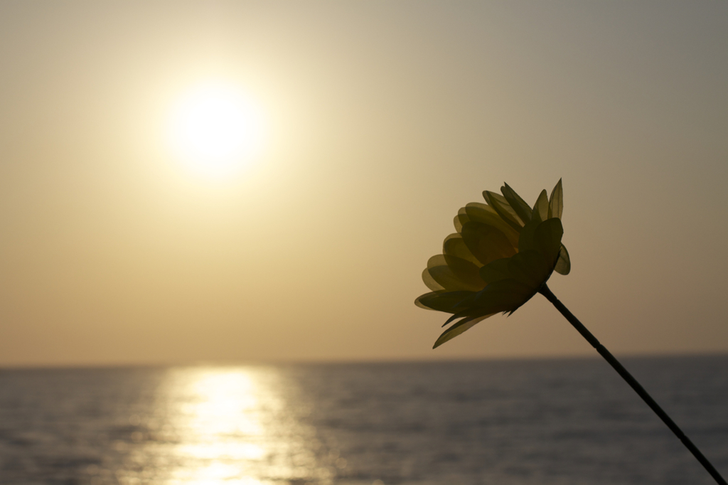 花と夕日