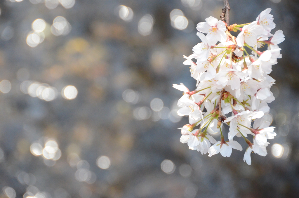 川瀬桜