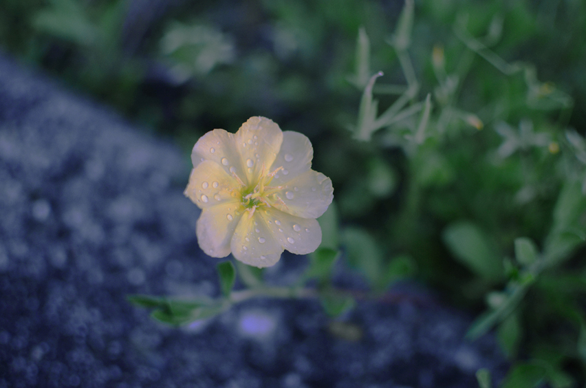 雨、時々花