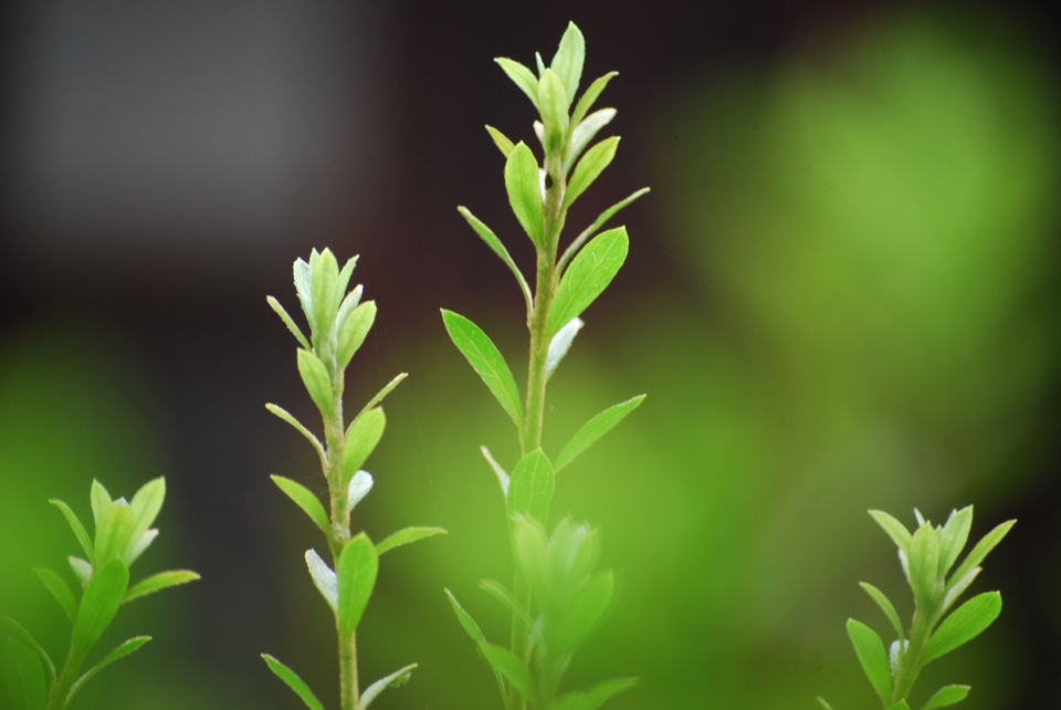 Green Leaf