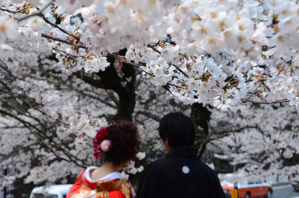 桜結（さくらゆい）