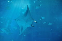 Blue Manta