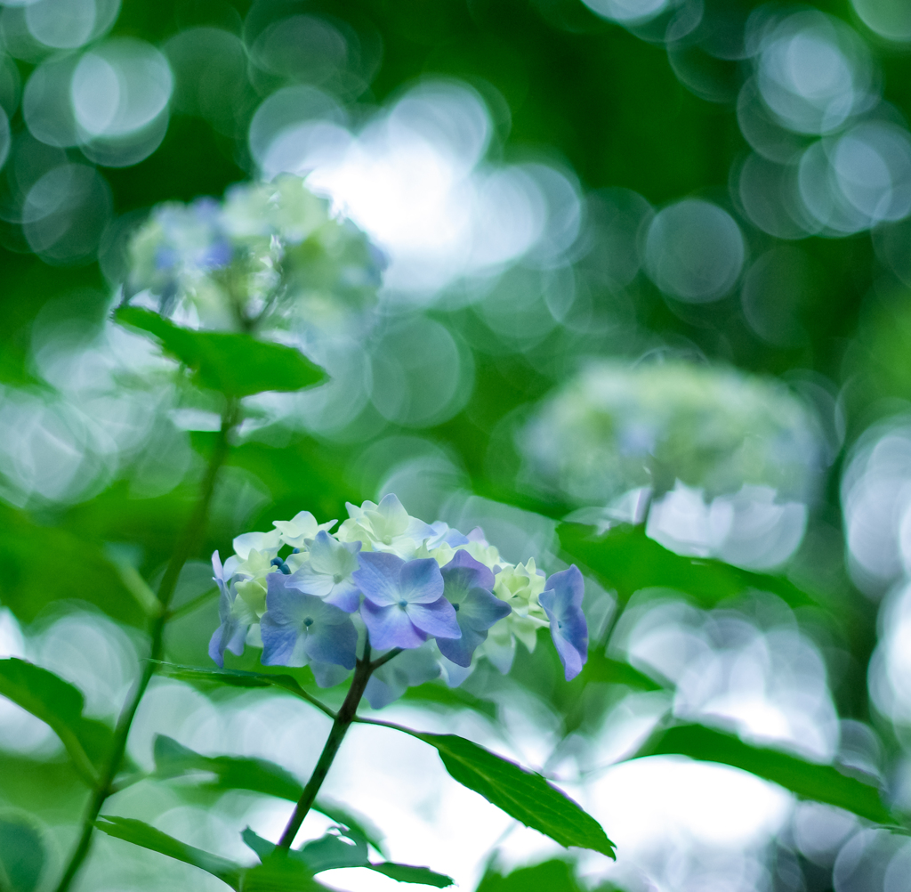 　玉の雨／紫陽花二題（其の一）