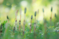 小人たちの森