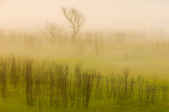 薄霧の朝