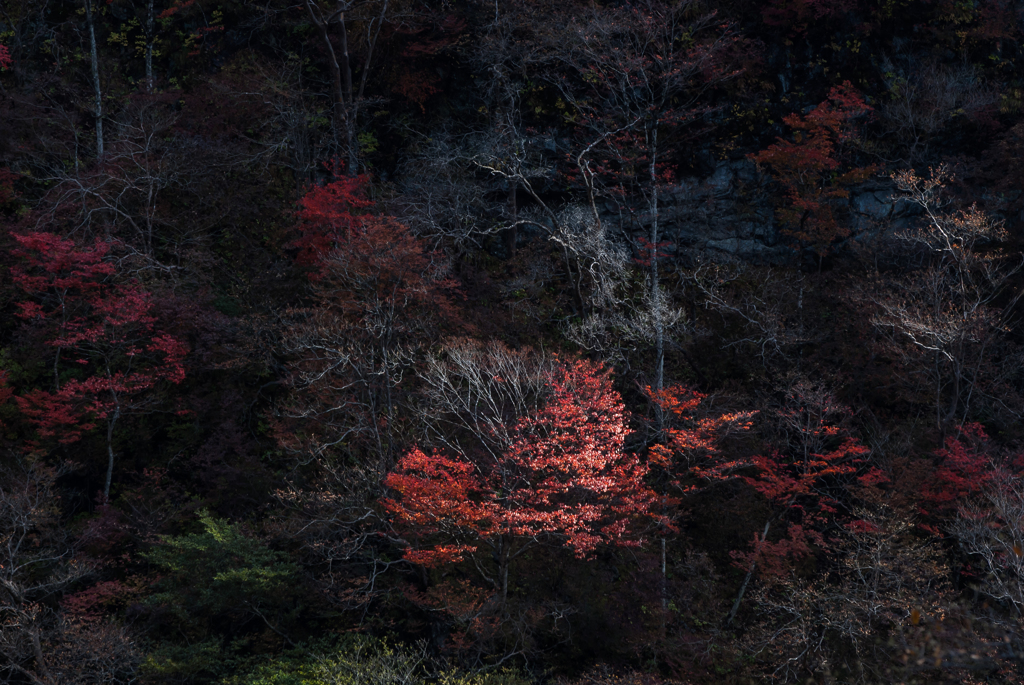  愁 紅