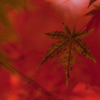　紅 艶
