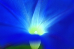 より青く ＜アサガオ＞