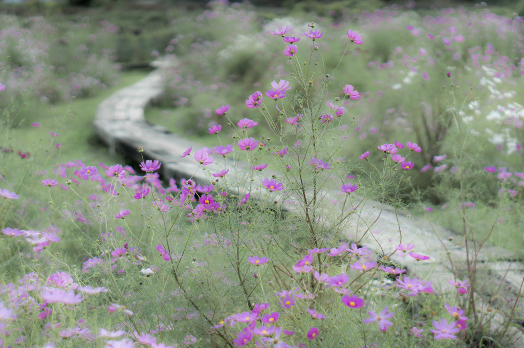 　秋桜の途