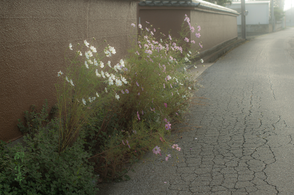 塀際の表情10 ～初秋の路～