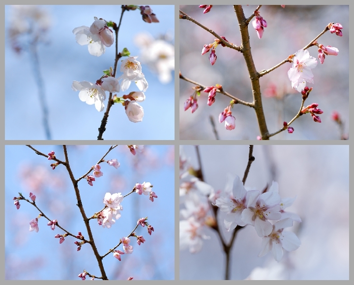sakura咲く 5