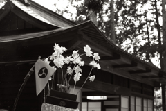 黒川神社 例大祭12