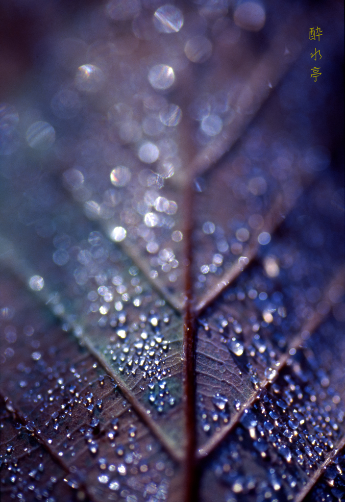 Leaf Tree