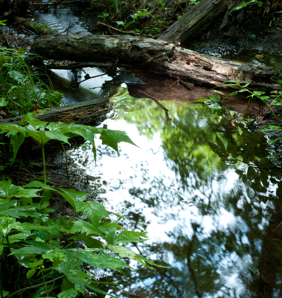 　雨上がり（トリミング）