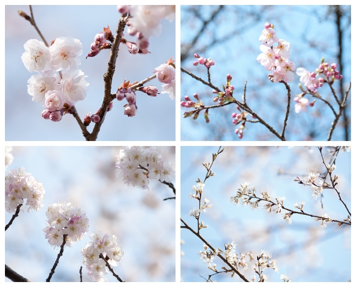 sakura咲く