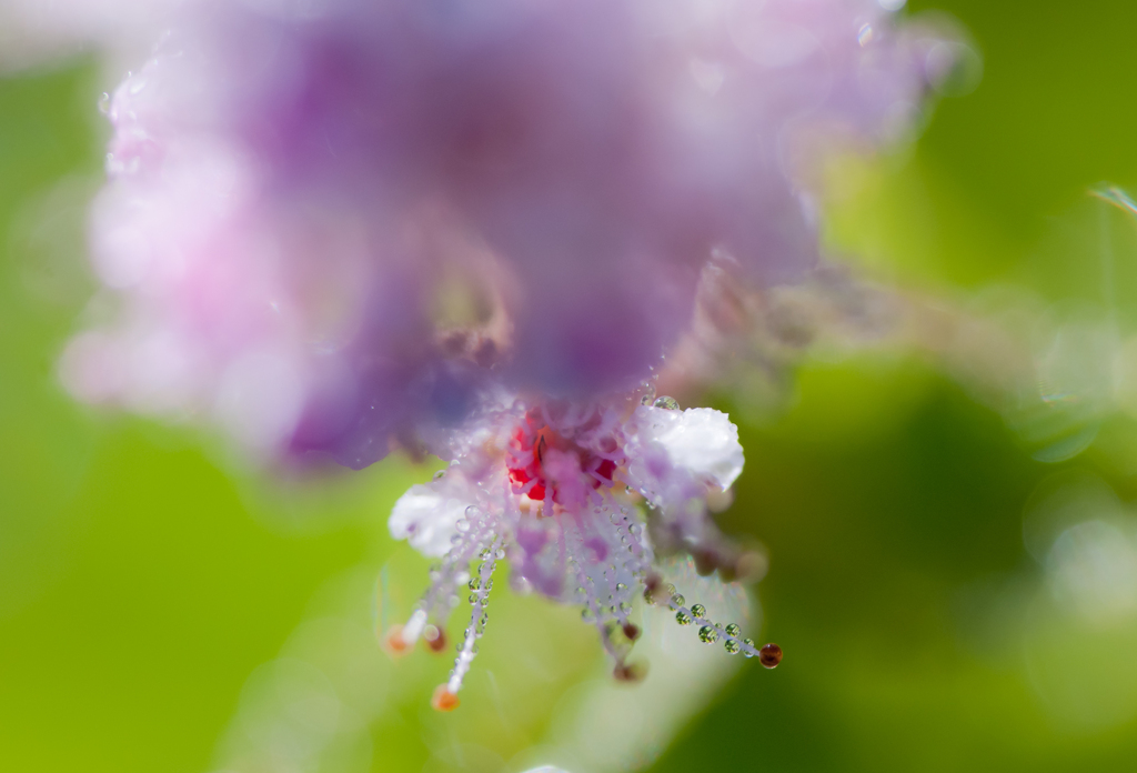 　夏の朝の贈物 (2)