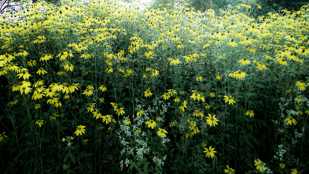 初秋の花