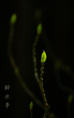 芽覚め