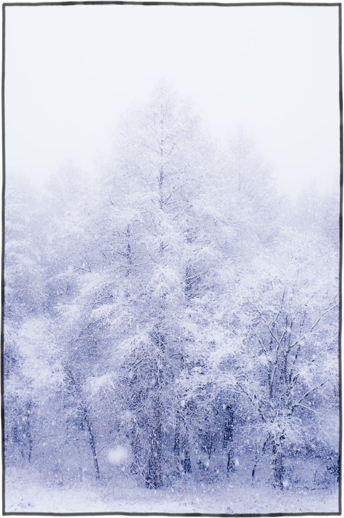 雪木立